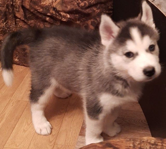 Щенки Сибирской Хаски - Изображение #8, Объявление #1701237