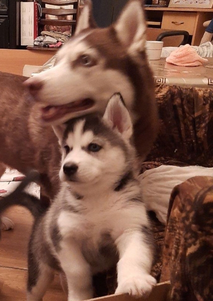 Щенки Сибирской Хаски - Изображение #9, Объявление #1701237