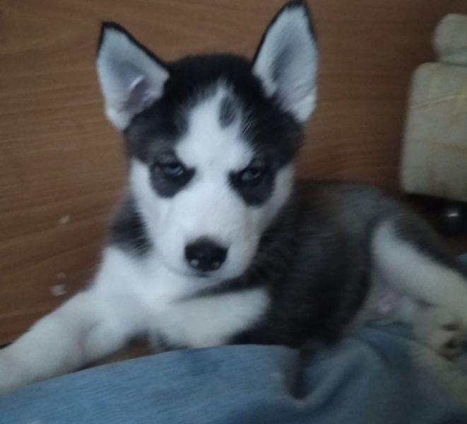 Щенки Сибирской Хаски - Изображение #6, Объявление #1701237