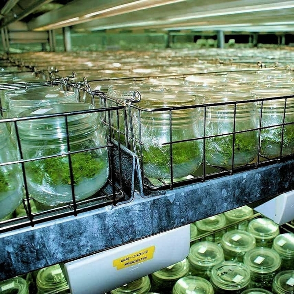  Mevali daraxt ko'chatlari (саженцы фруктовых деревьев) - Изображение #3, Объявление #1700295