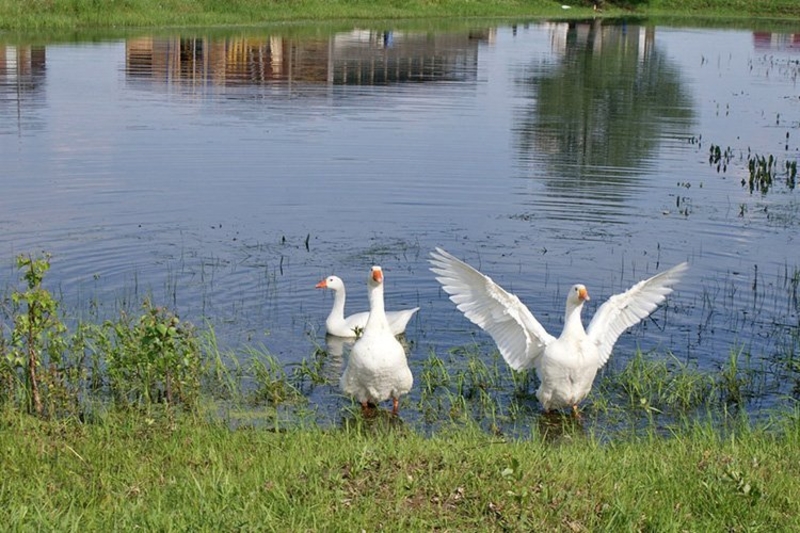  Продается земля под строительство в поселке 100 км от Москвы.  - Изображение #7, Объявление #1705012