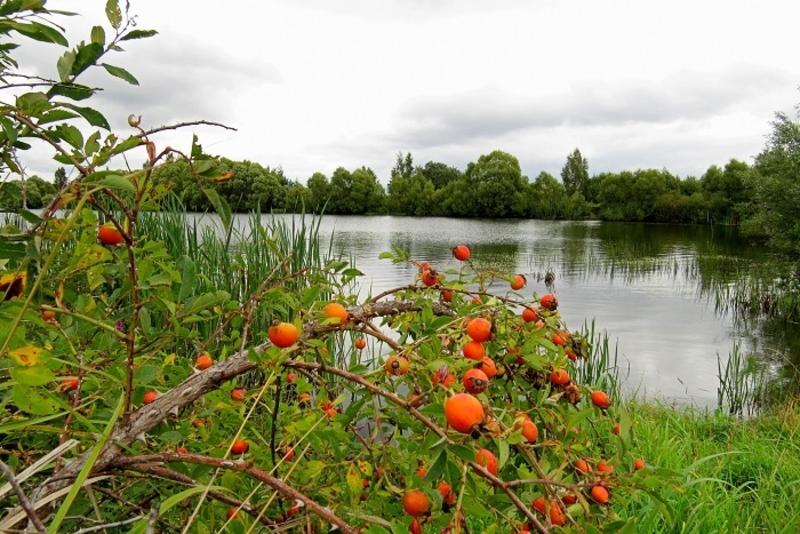  Продается земля под строительство в поселке 100 км от Москвы.  - Изображение #3, Объявление #1705012