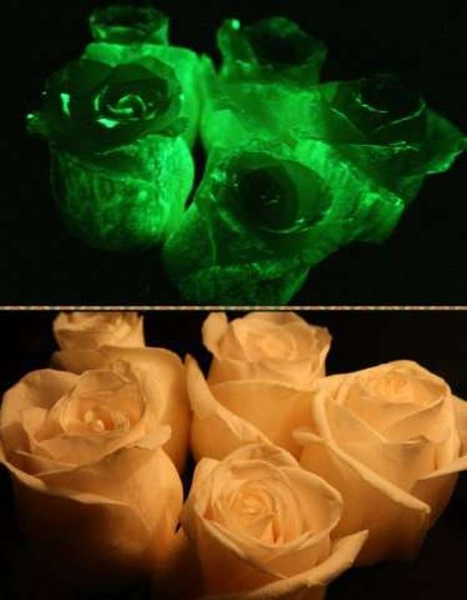 Новый бизнес, светящиеся в темноте материалы для декора - Изображение #4, Объявление #1706214