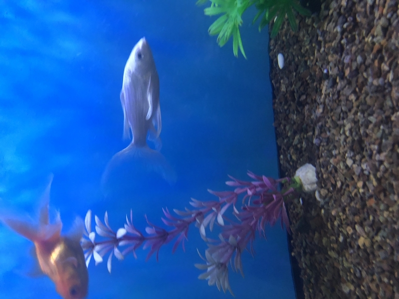 Платиновый Кои ( Карп Кои)  - Изображение #3, Объявление #1706274