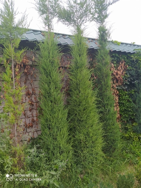 Выполним работы по озеленению - Изображение #3, Объявление #1706317