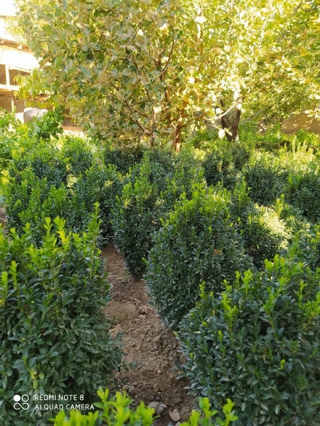 Выполним работы по озеленению - Изображение #6, Объявление #1706317