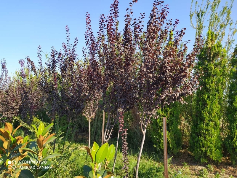 Выполним работы по озеленению - Изображение #8, Объявление #1706317