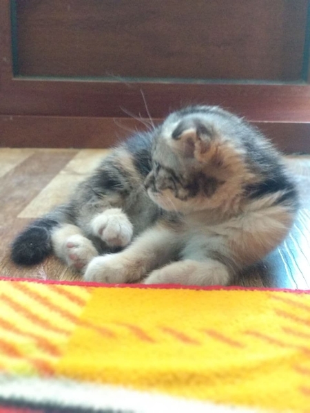 Шотландская вислоухая кошка - Изображение #3, Объявление #1711681