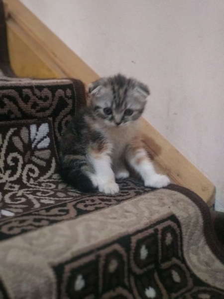 Шотландская вислоухая кошка - Изображение #4, Объявление #1711681