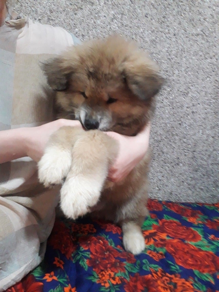 Клубные щенки Акиты-ину - Изображение #3, Объявление #1714824