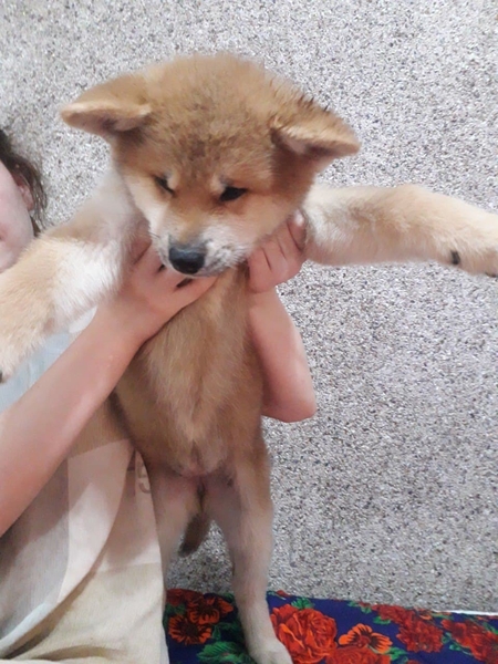 Клубные щенки Акиты-ину - Изображение #4, Объявление #1714824