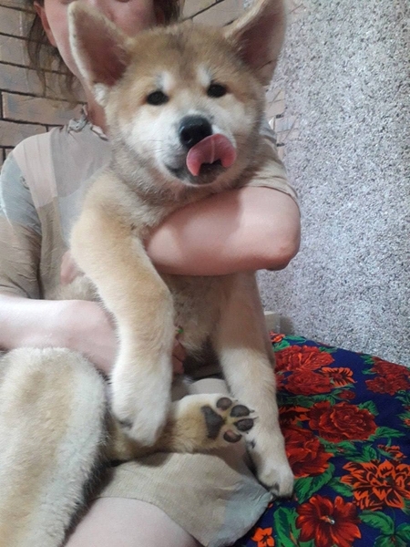 Клубные щенки Акиты-ину - Изображение #5, Объявление #1714824