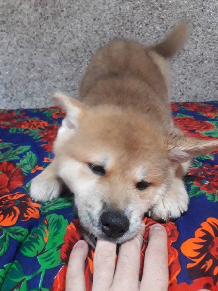 Клубные щенки Акиты-ину - Изображение #8, Объявление #1714824