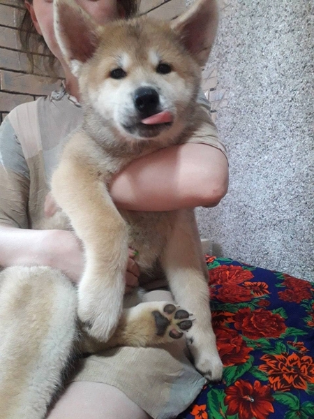 Клубные щенки Акиты-ину - Изображение #7, Объявление #1714824