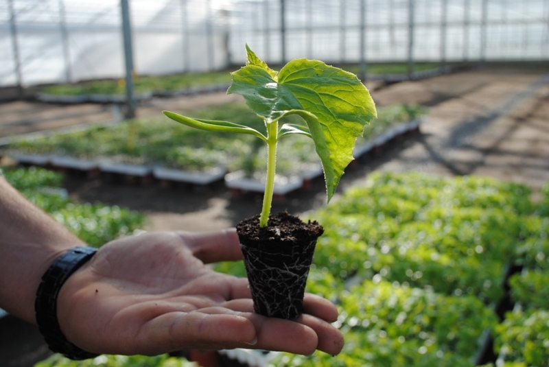 Иссикхона/Теплица ва кучатлар учун тайёр универсал коришма, грунт - Изображение #3, Объявление #1716922