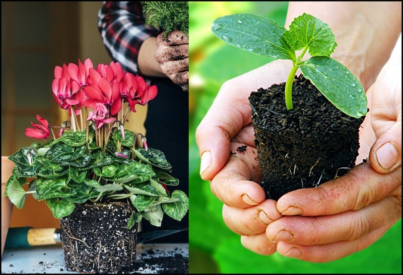 Иссикхона/Теплица ва кучатлар учун тайёр универсал коришма, грунт - Изображение #8, Объявление #1716922