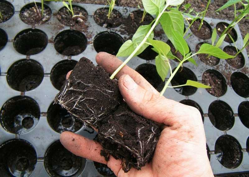 Иссикхона/Теплица ва кучатлар учун тайёр универсал коришма, грунт - Изображение #6, Объявление #1716922