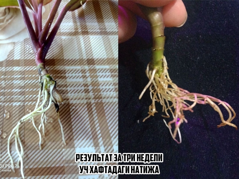 Универсальная почвосмесь, грунт для саженцев, цветов и других растений - Изображение #4, Объявление #1716924