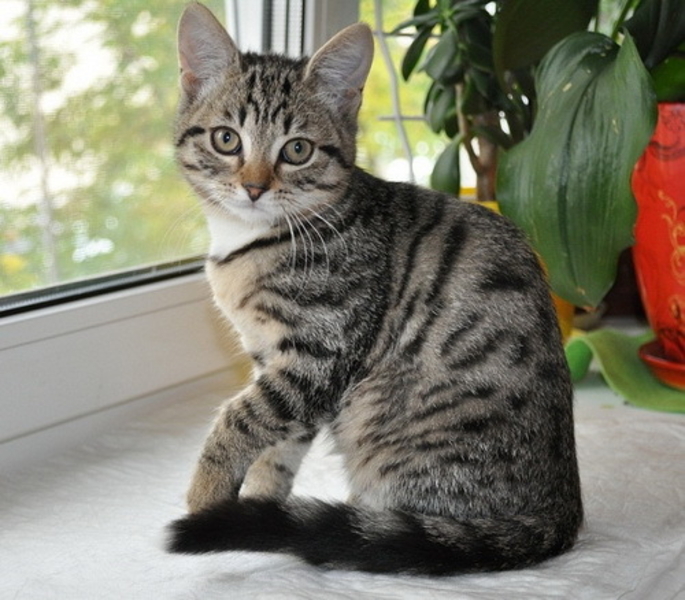 Пристраиваю котят - Изображение #3, Объявление #1716601