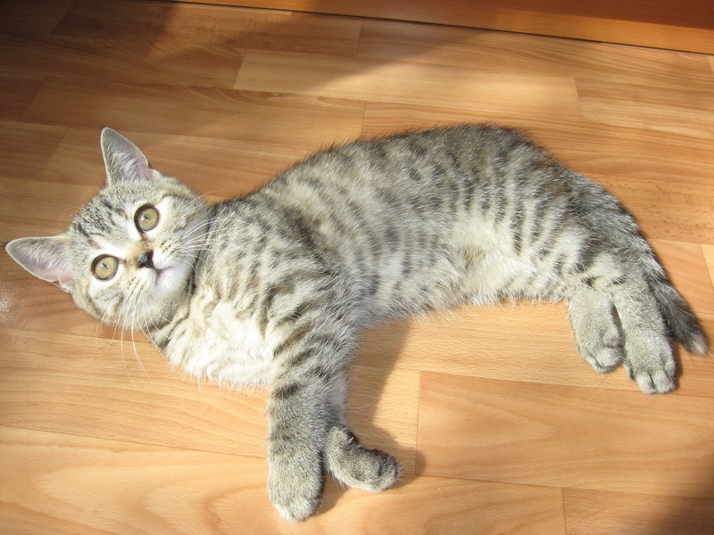 Пристраиваю котят - Изображение #4, Объявление #1716601