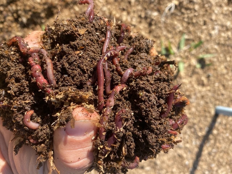 Черви оптом - красный калифорнийский дождевой червь, старатель - Изображение #3, Объявление #1716911