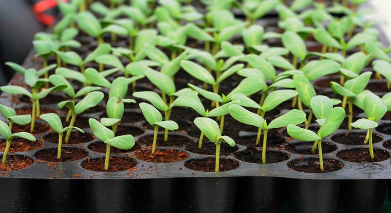 Иссикхона/Теплица ва кучатлар учун тайёр универсал коришма, грунт - Изображение #9, Объявление #1716922