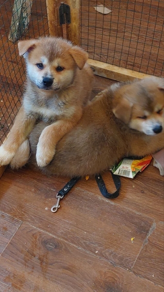 Щенки от чемпиона Акиты-ину - Изображение #3, Объявление #1723656
