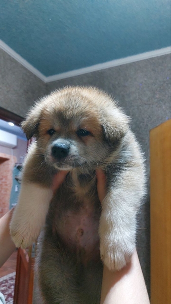 Щенки от чемпиона Акиты-ину - Изображение #4, Объявление #1723656