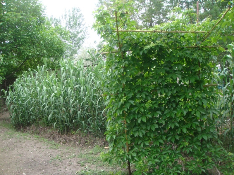 Дача в Янгиюльском районе - Изображение #4, Объявление #1725636