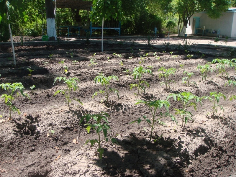 Дача в Янгиюльском районе - Изображение #3, Объявление #1725636