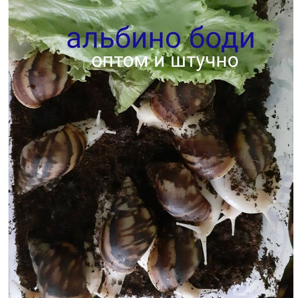 Продаются улитки косметологические - Изображение #5, Объявление #1725559