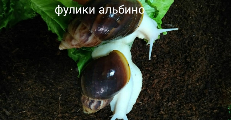 Улитки ахатины косметологические - Изображение #1, Объявление #1725727