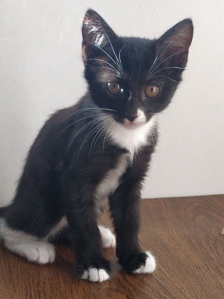 Отдам даром милых и послушных котят  - Изображение #3, Объявление #1725512