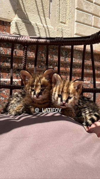 продаются роскошные сервалы - Изображение #3, Объявление #1725819