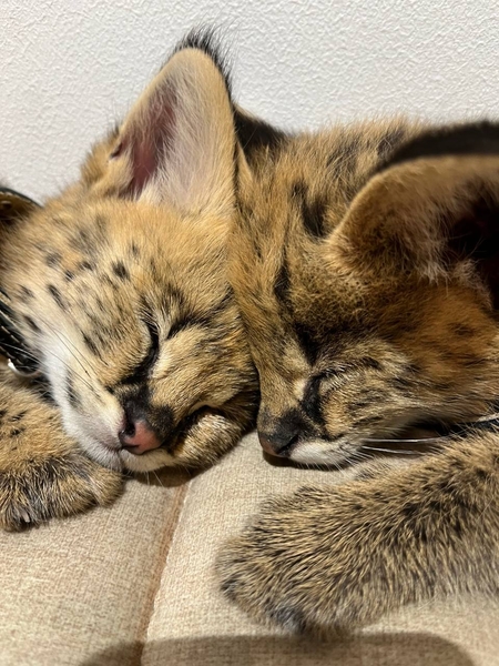 продаются роскошные сервалы - Изображение #4, Объявление #1725819