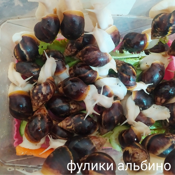 Улитки ахатины косметологические - Изображение #2, Объявление #1725727