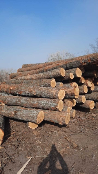 Круглый лес бука, дуба, ясеня, 1; 2 сорта. - Изображение #6, Объявление #1729435