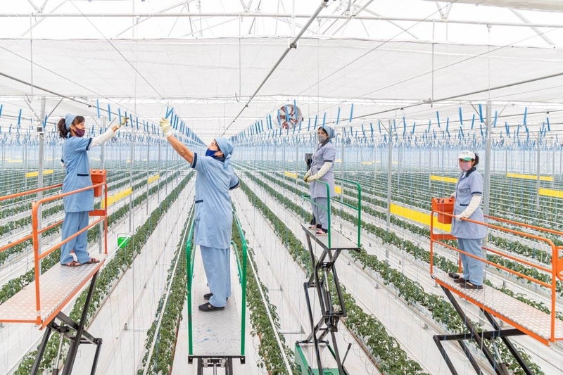 Продается современный тепличный комплекс 5,6 га на гидропонике - Изображение #5, Объявление #1733866