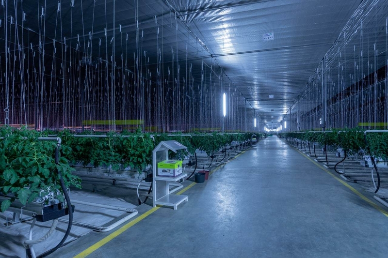 Продается современный тепличный комплекс 5,6 га на гидропонике - Изображение #6, Объявление #1733866