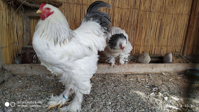 Светлая брама - Изображение #6, Объявление #1734232