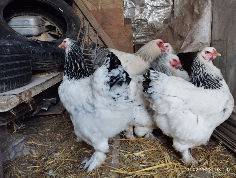 Светлая брама - Изображение #3, Объявление #1734232