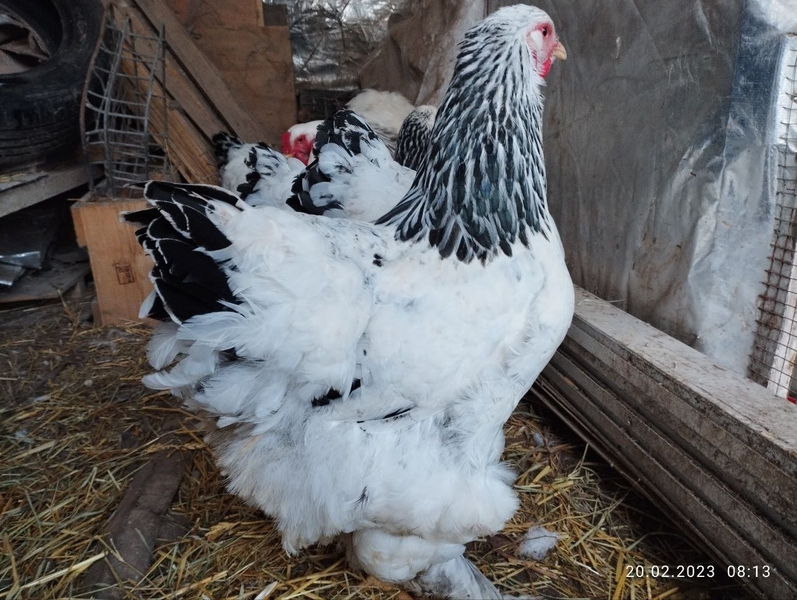 Светлая брама - Изображение #5, Объявление #1734232