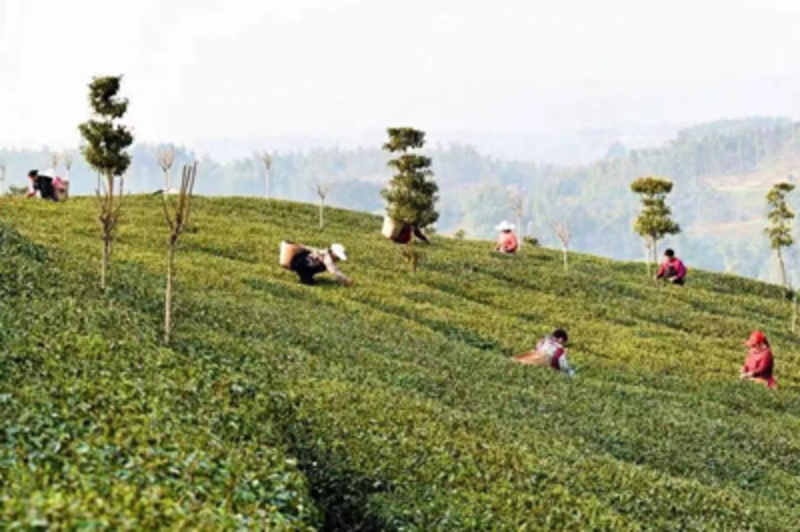 Хуасиангу Чай оптовые поставки китайского чая У нас вы можете приобрести китайск - Изображение #7, Объявление #1738476