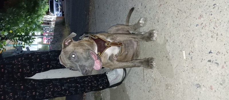 Продается Стаффордширский терьер  - Изображение #4, Объявление #1738840