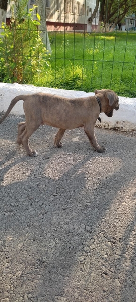 Продается Стаффордширский терьер  - Изображение #3, Объявление #1738840