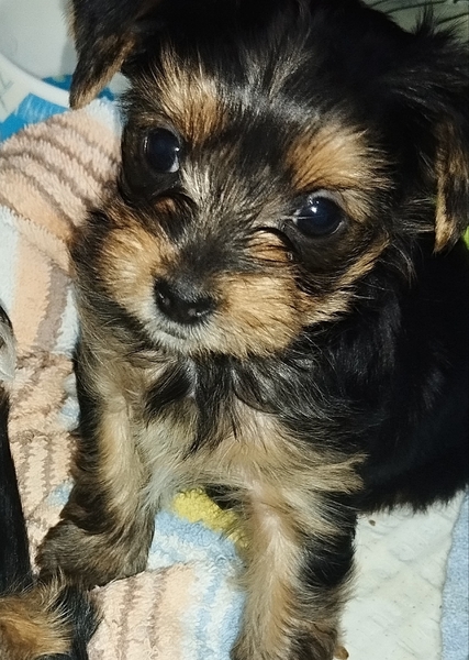 Йоркширский терьер готовятся к продаже  - Изображение #3, Объявление #1739497