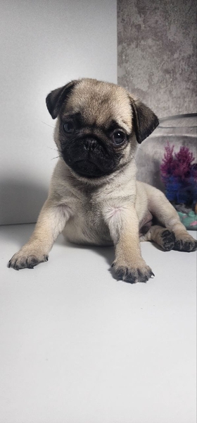 Продаётся Мопс 2 месяца клубный(мальчик) - Изображение #1, Объявление #1740157