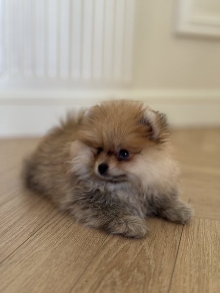 Карликовый шпиц - Изображение #2, Объявление #1741109