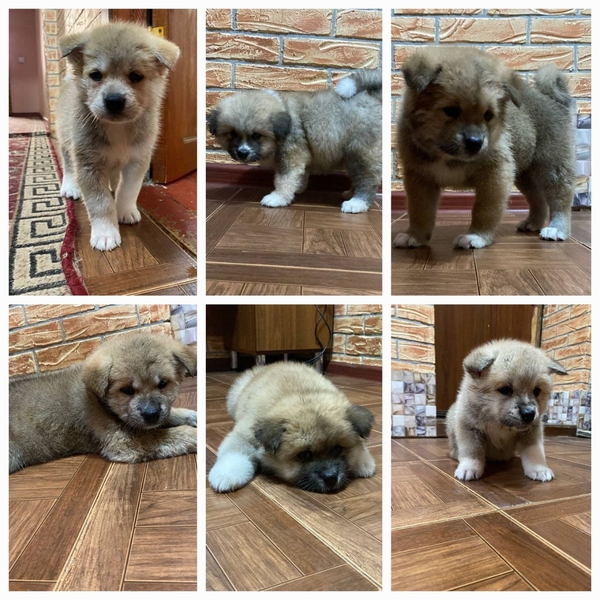 Чистокровные щенки Акита-ину - Изображение #3, Объявление #1742002