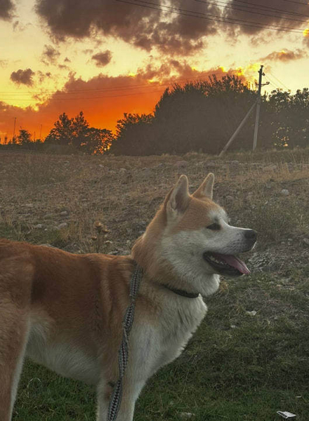 Чистокровные щенки Акита-ину - Изображение #4, Объявление #1742002